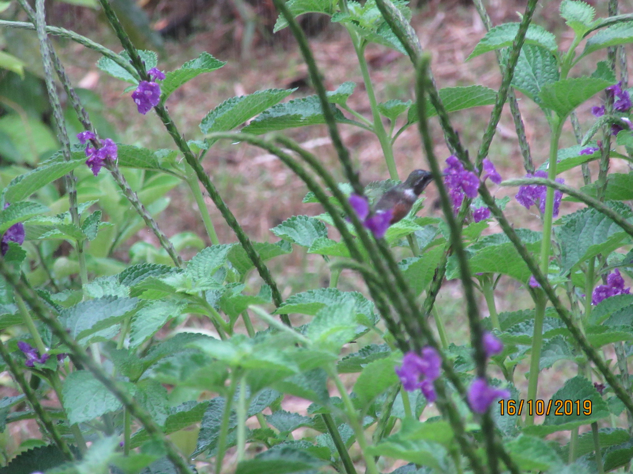 white-bellied woodstar