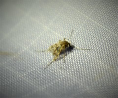 Psectrotanypus dyari