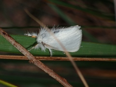 Euproctis melanosoma