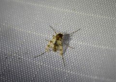 Psectrotanypus dyari