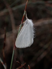 Euproctis melanosoma