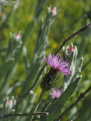 Carduus argentatus
