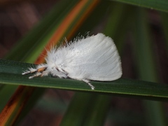 Euproctis melanosoma