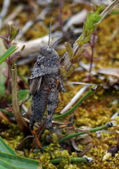 Bryodemella tuberculata