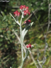 Helichrysum sanguineum