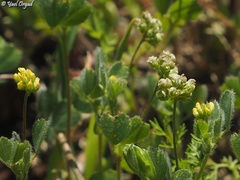 Medicago coronata
