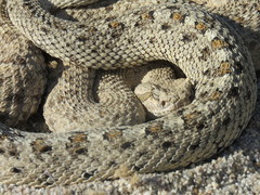 Crotalus cerastes laterorepens