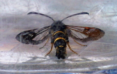 Synanthedon flaviventris