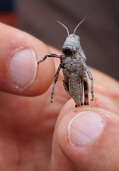 Bryodemella tuberculata