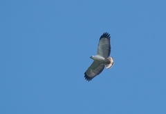 Buteogallus lacernulatus