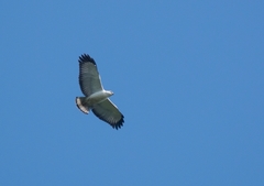 Buteogallus lacernulatus