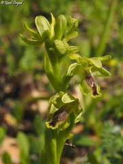 Ophrys lutea galilaea