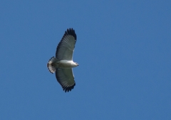 Buteogallus lacernulatus