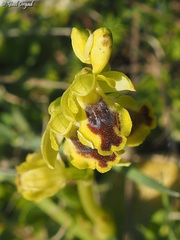 Ophrys lutea galilaea