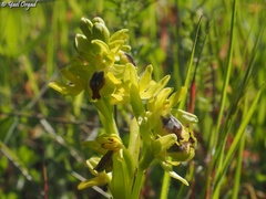 Ophrys lutea galilaea