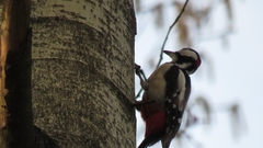 Dendrocopos major