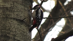 Dendrocopos major