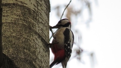Dendrocopos major