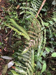 Cnemidaria
