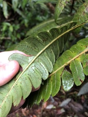 Cnemidaria