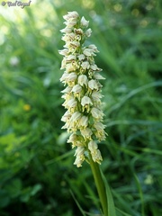 Orchis galilaea