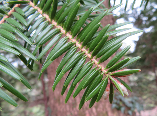 Momi fir (Abies firma)