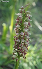 Orchis galilaea