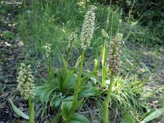 Orchis galilaea