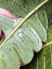 Cnemidaria