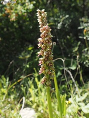 Orchis galilaea