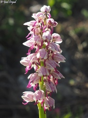 Orchis galilaea