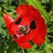 Papaver umbonatum - Photo 由 Yael Orgad 所上傳的 (c) Yael Orgad，保留部份權利CC BY-NC