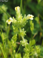 Parentucellia flaviflora
