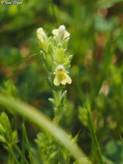 Parentucellia flaviflora