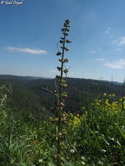 Scrophularia rubricaulis