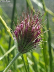 Trifolium dasyurum