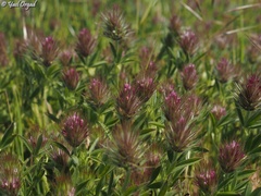 Trifolium dasyurum
