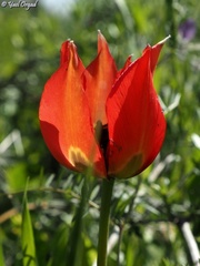 Tulipa agenensis
