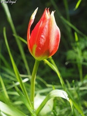 Tulipa agenensis