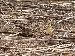 Pterocles quadricinctus