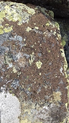 Acarospora nitrophila