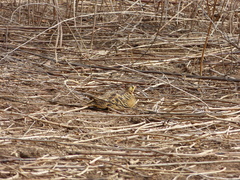 Pterocles quadricinctus