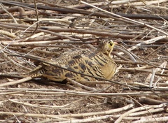 Pterocles quadricinctus