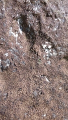 Acarospora nitrophila