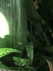 Pterophorus niveodactyla