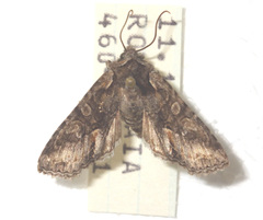 Dichonia convergens