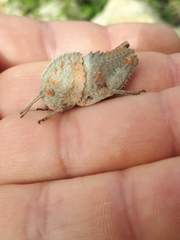 Ocnerodes fallaciosus