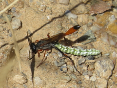 Ammophila heydeni