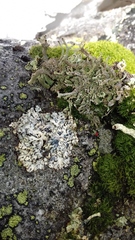 Cladonia cenotea
