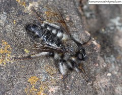 Grypoctonus
